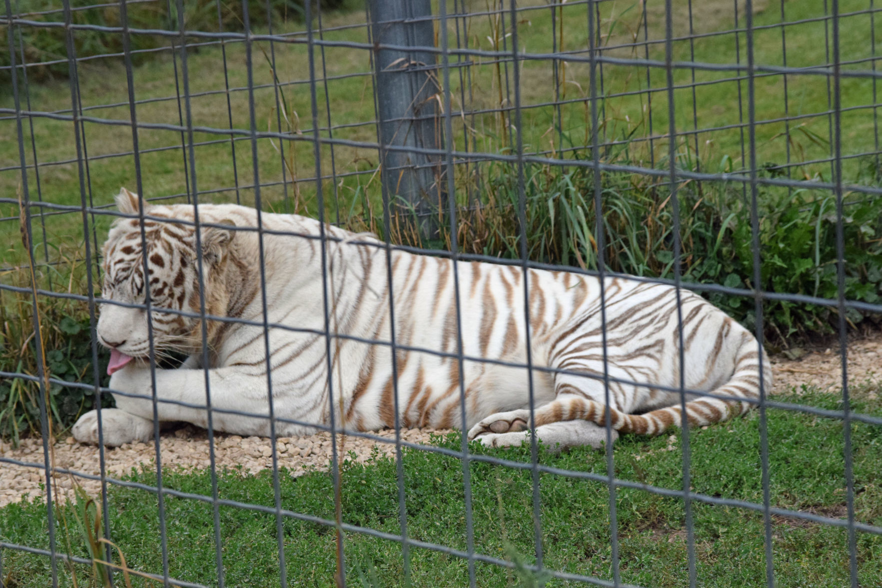 Big cat 8